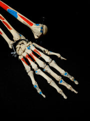 Real Human Arm Skeletons