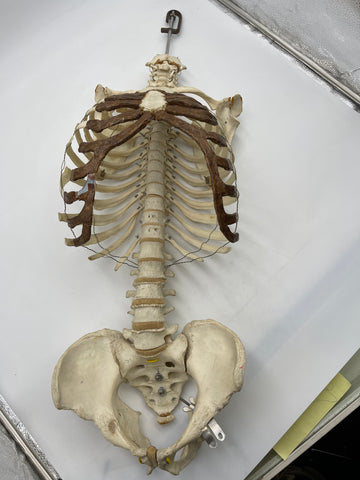 A Real Human Skeleton Torso