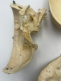 Antique Real Human Skull #271
