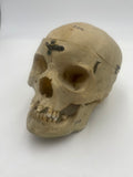 Antique Real Human Skull #271