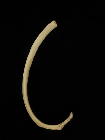A Genuine Human Rib