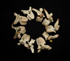 Individual Bones