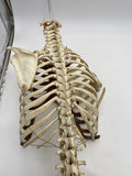 A Real Human Skeleton Torso