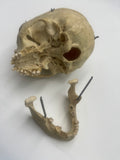 Antique Real Human Skull #271