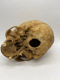 Antique Real Human Skull #301