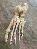 A Set of Left Leg Bones / Lower Limb