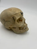 Antique Real Human Skull #271