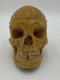 A Vintage Real Human Dissected Skull 566