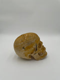 A Vintage Real Human Dissected Skull 566