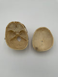 A Vintage Real Human Dissected Skull 566