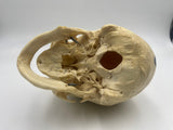 A Real Geriatric Human Skull #307