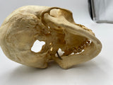 A Real Human Skull without Calvarium #286