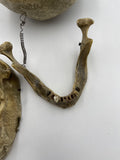 Antique Real Human Skull #286