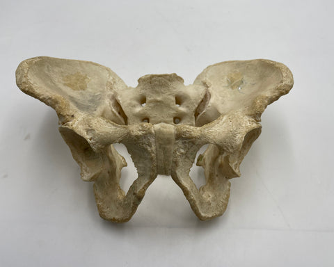 A Real Human Pelvis