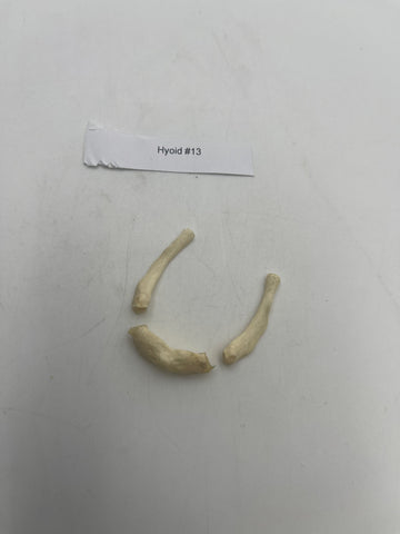 Real Human Hyoid Bone #13