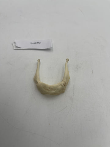 Real Human Hyoid Bone #12