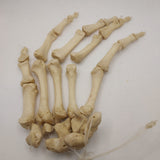 Real Human Left Hand 108