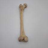 Real Left Human Femur 111