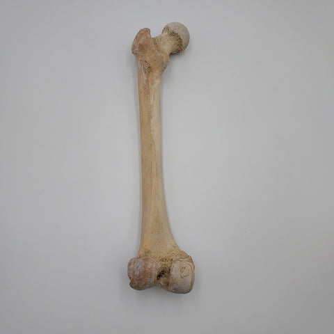 Real Left Human Femur 111