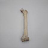 Real Left Human Femur 111