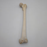 Real Left Human Femur 112