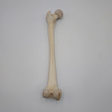 Real Left Human Femur 112