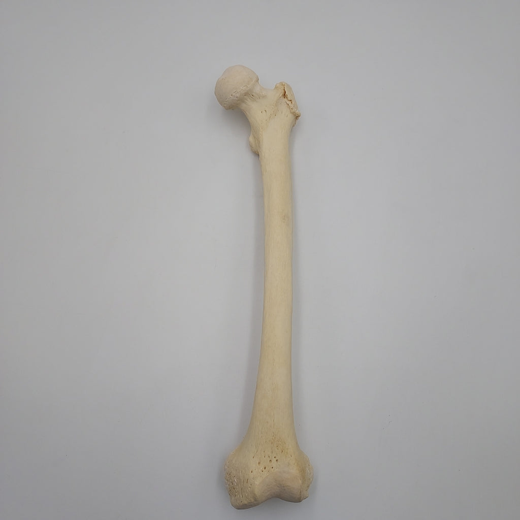 Real Left Human Femur 113