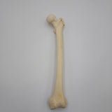 Real Left Human Femur 113