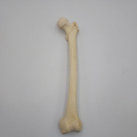 Real Left Human Femur 113