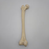 Real Left Human Femur 113