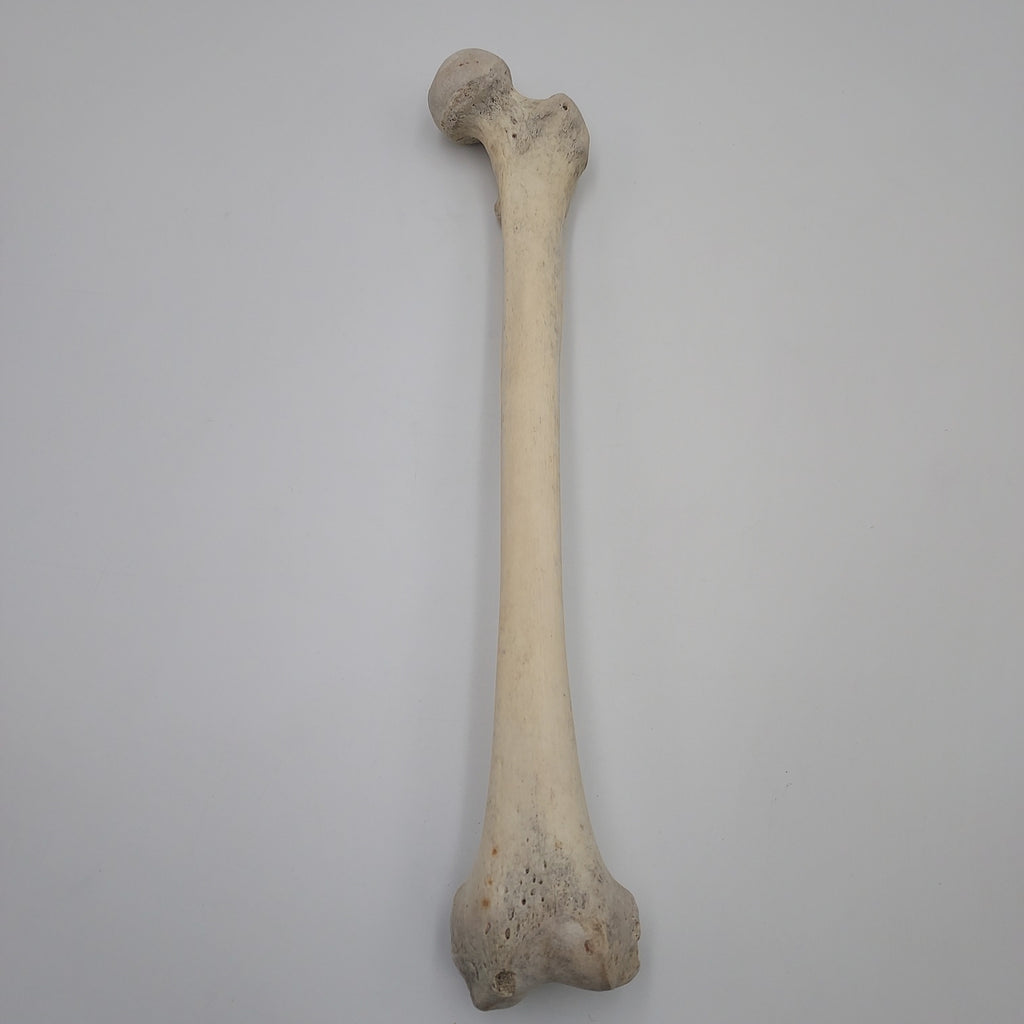 Real Left Human Femur 114