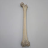 Real Left Human Femur 114