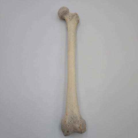 Real Left Human Femur 114