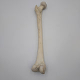 Real Left Human Femur 114