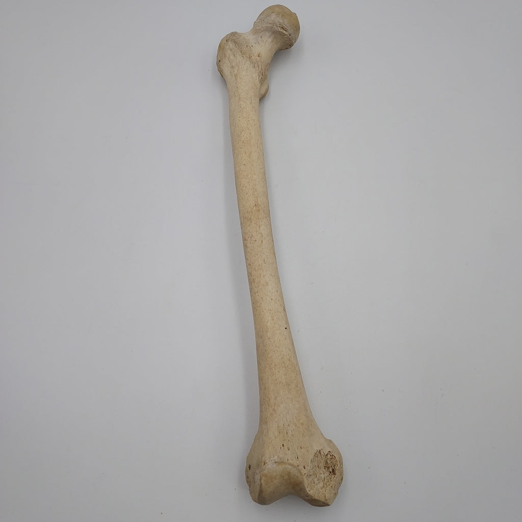 Real Right Human Femur 104