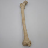 Real Right Human Femur 104