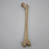 Real Right Human Femur 104