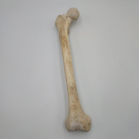 Real Right Human Femur 106