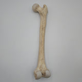 Real Right Human Femur 106