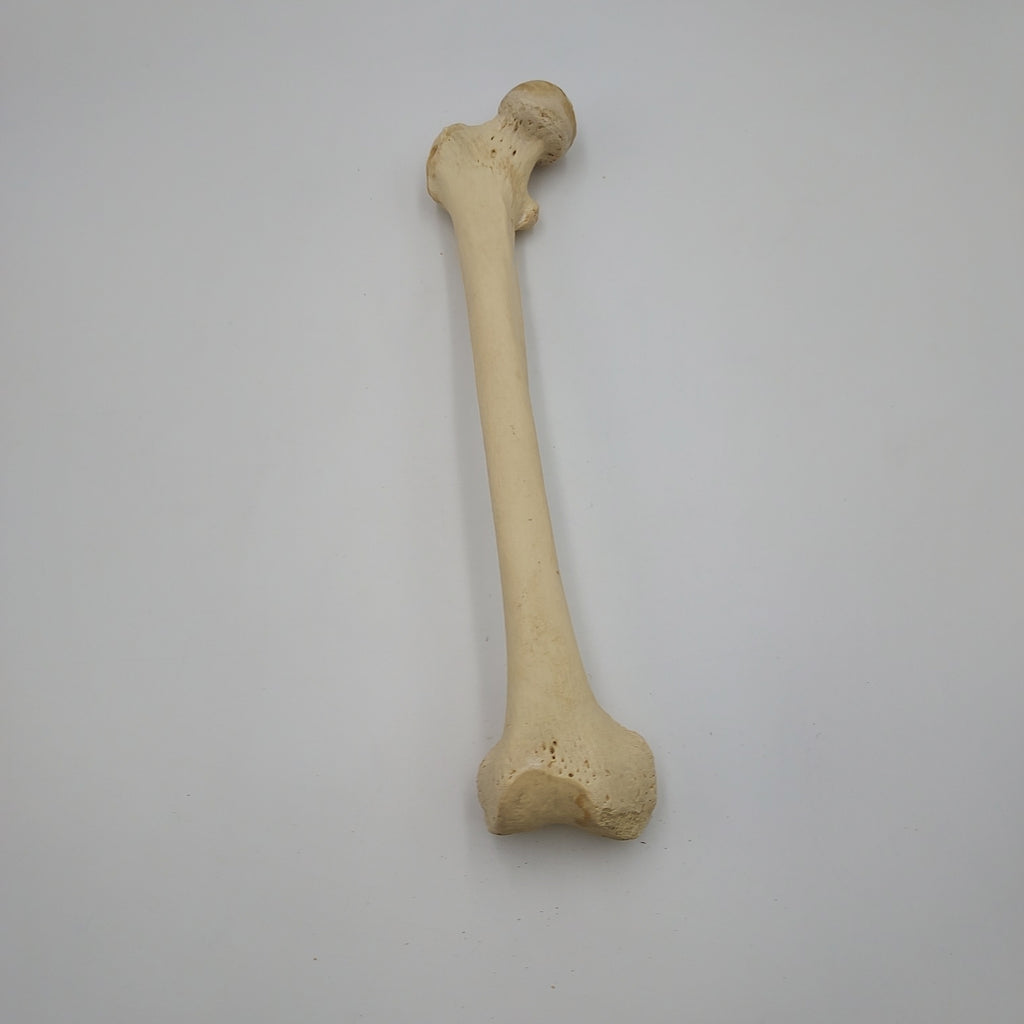 Real Right Human Femur 109