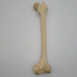 Real Right Human Femur 109