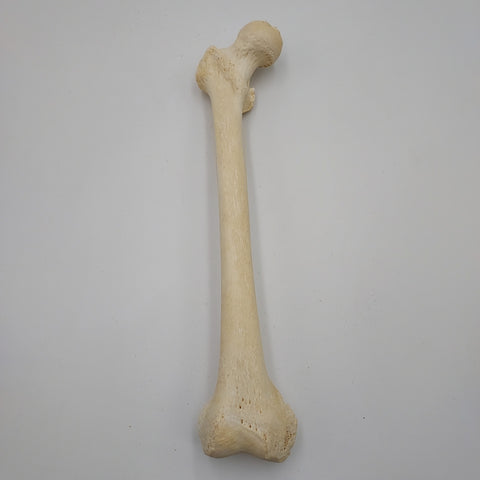 Real Right Human Femur 111