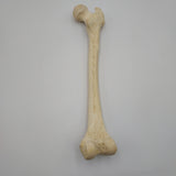 Real Right Human Femur 111