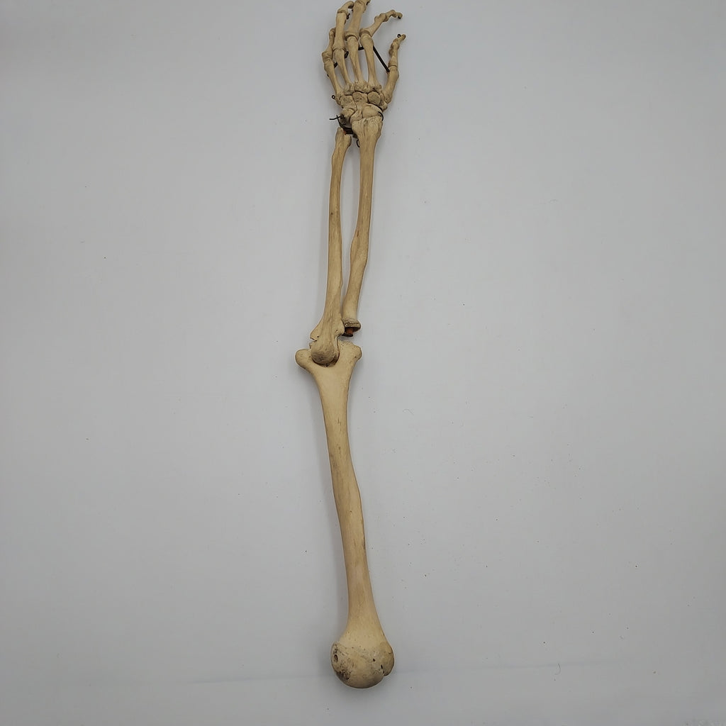 Real Human Left Arm Skeleton 50