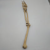 Real Human Left Arm Skeleton 50