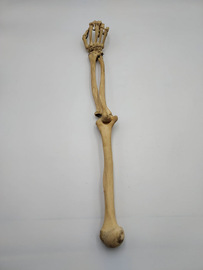 Real Human Right Arm Skeleton 51