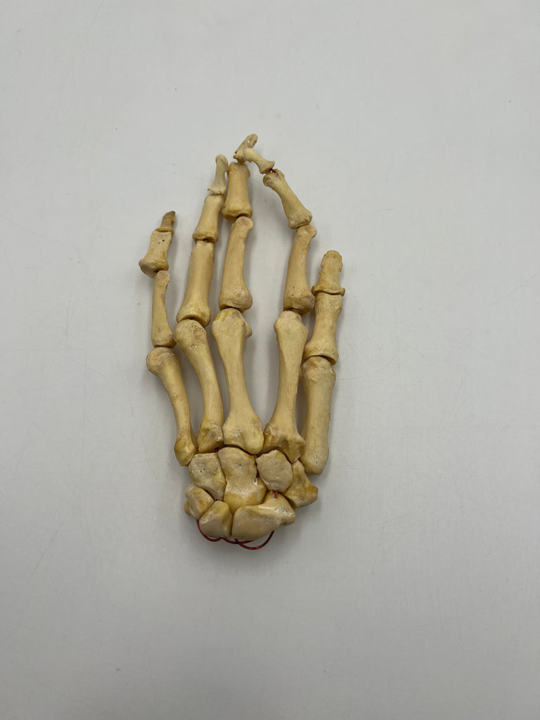Real Human Left Hand 100