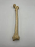 Real Left Human Femur 100