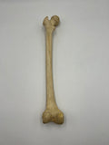 Real Left Human Femur 100