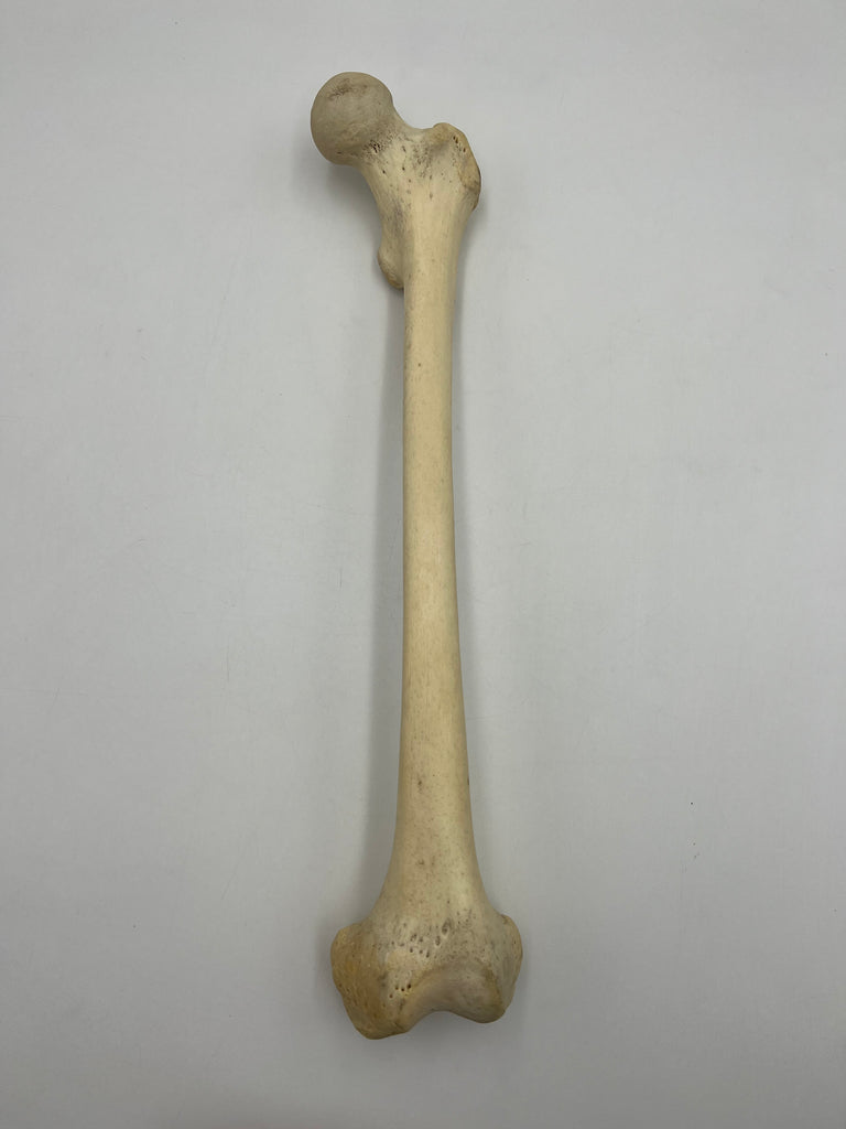 Real Left Human Femur 101